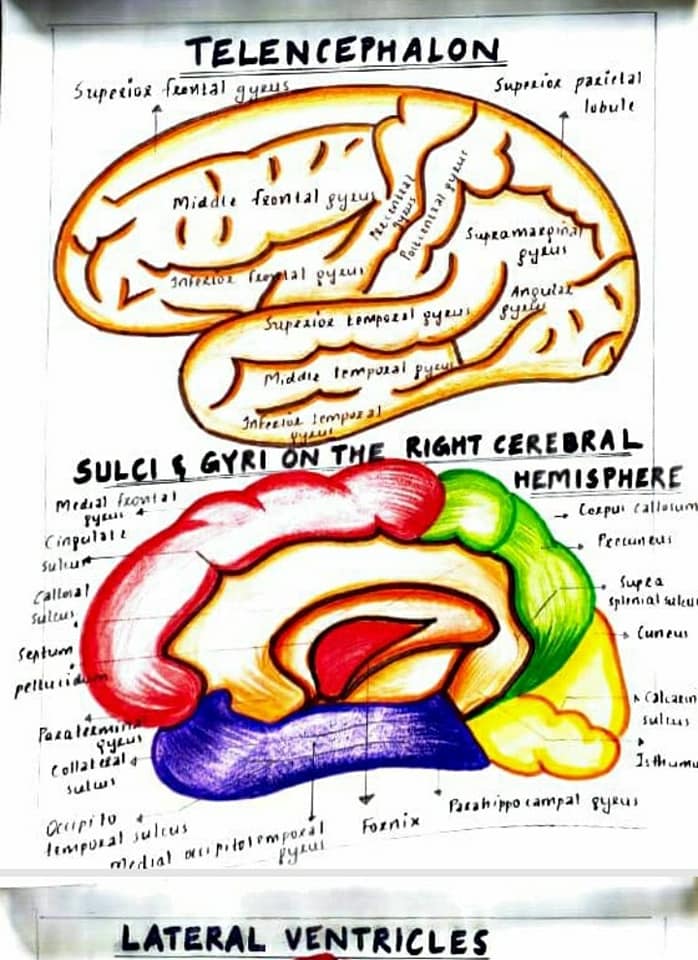 Human Anatomy Student's Self Work - Osh State University ...